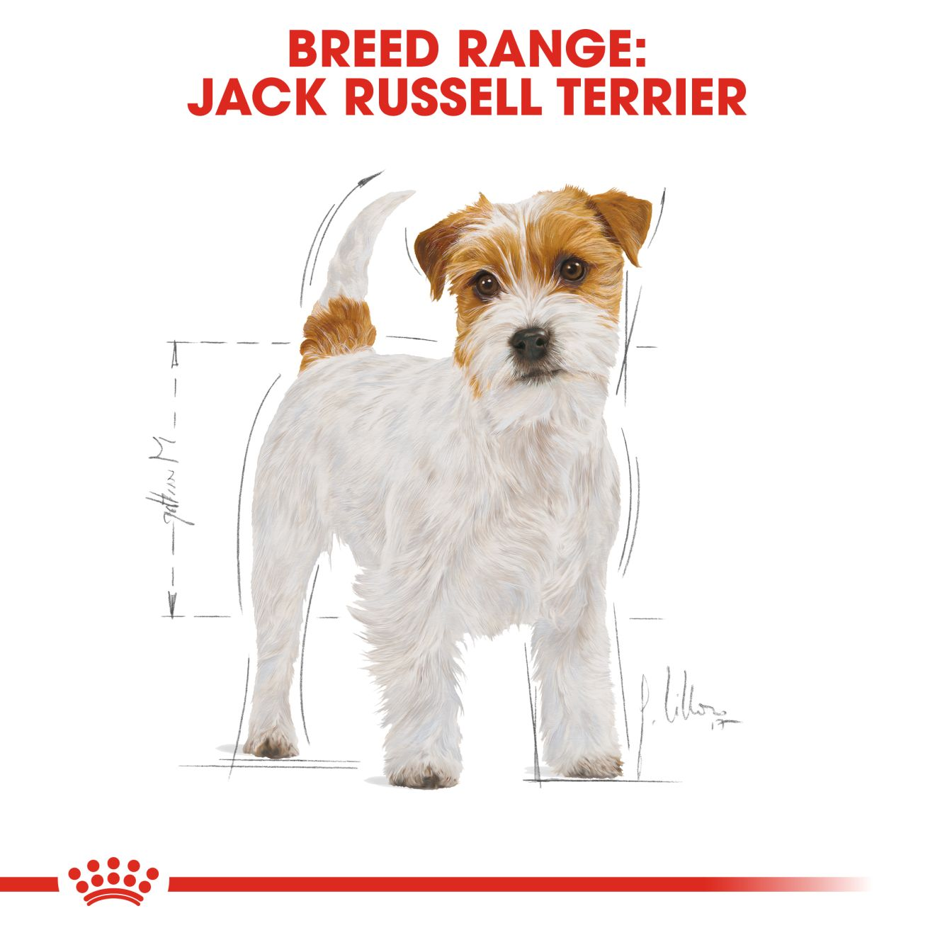 Jack Russell Adult