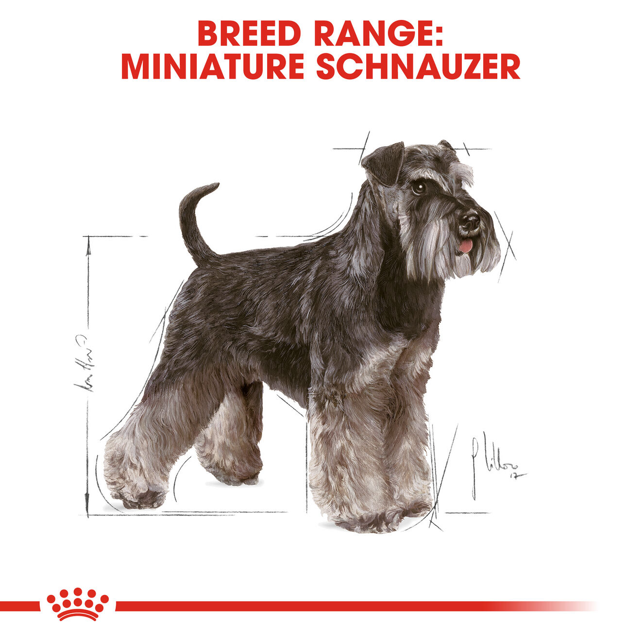 Miniature schnauzer adult