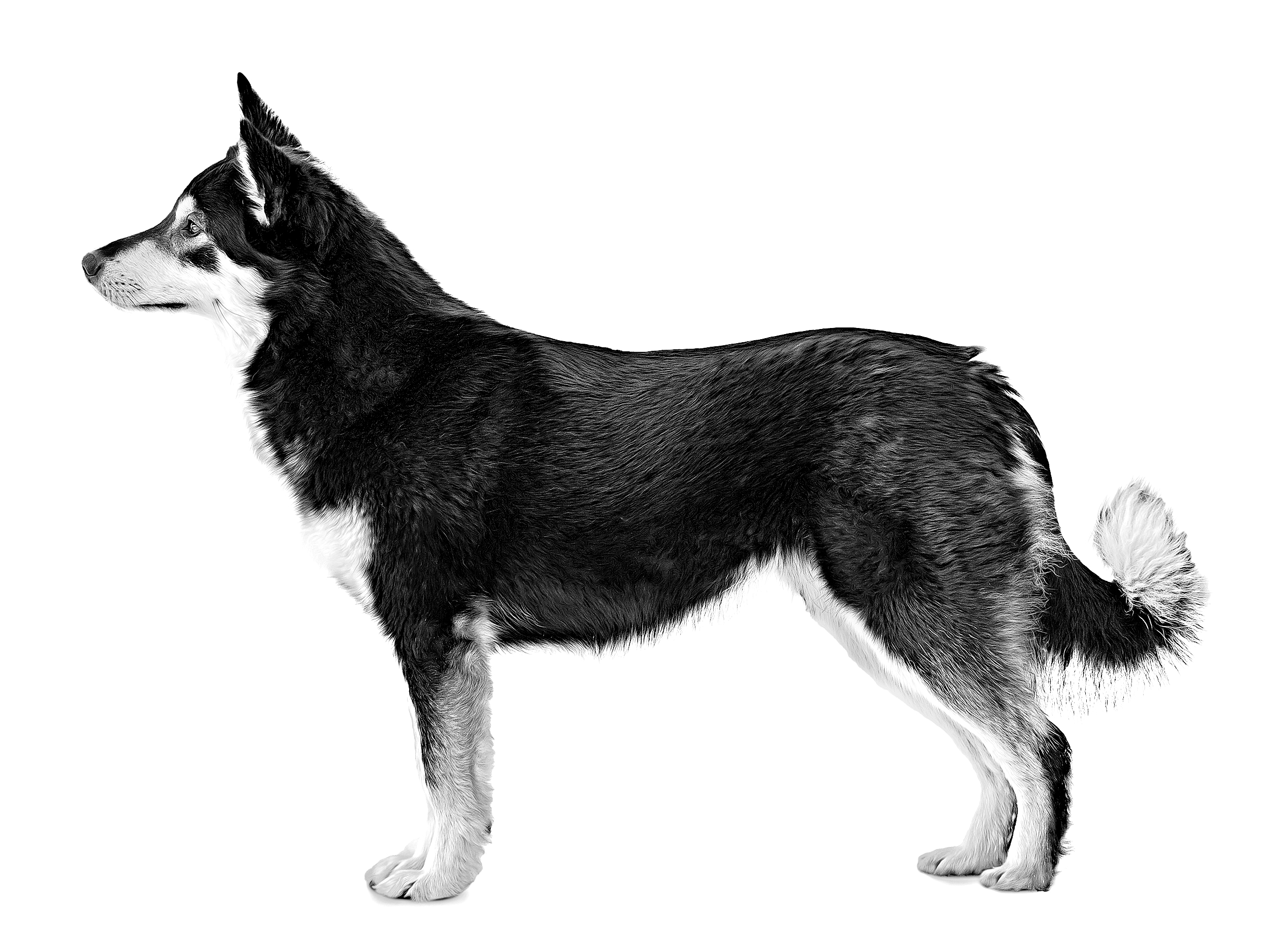 Lapponian Herder adult black and white