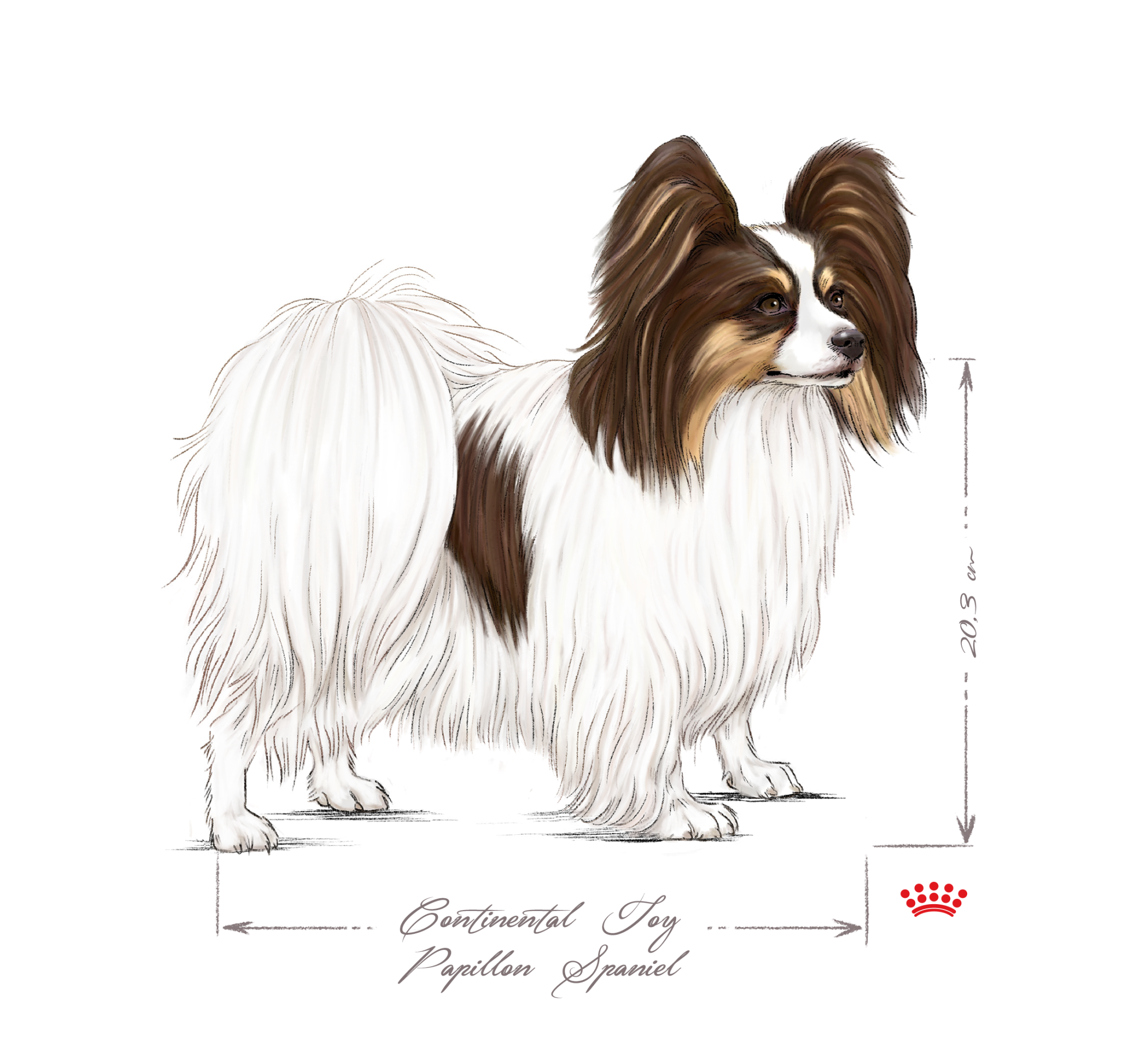 continental toy spaniel black and white
