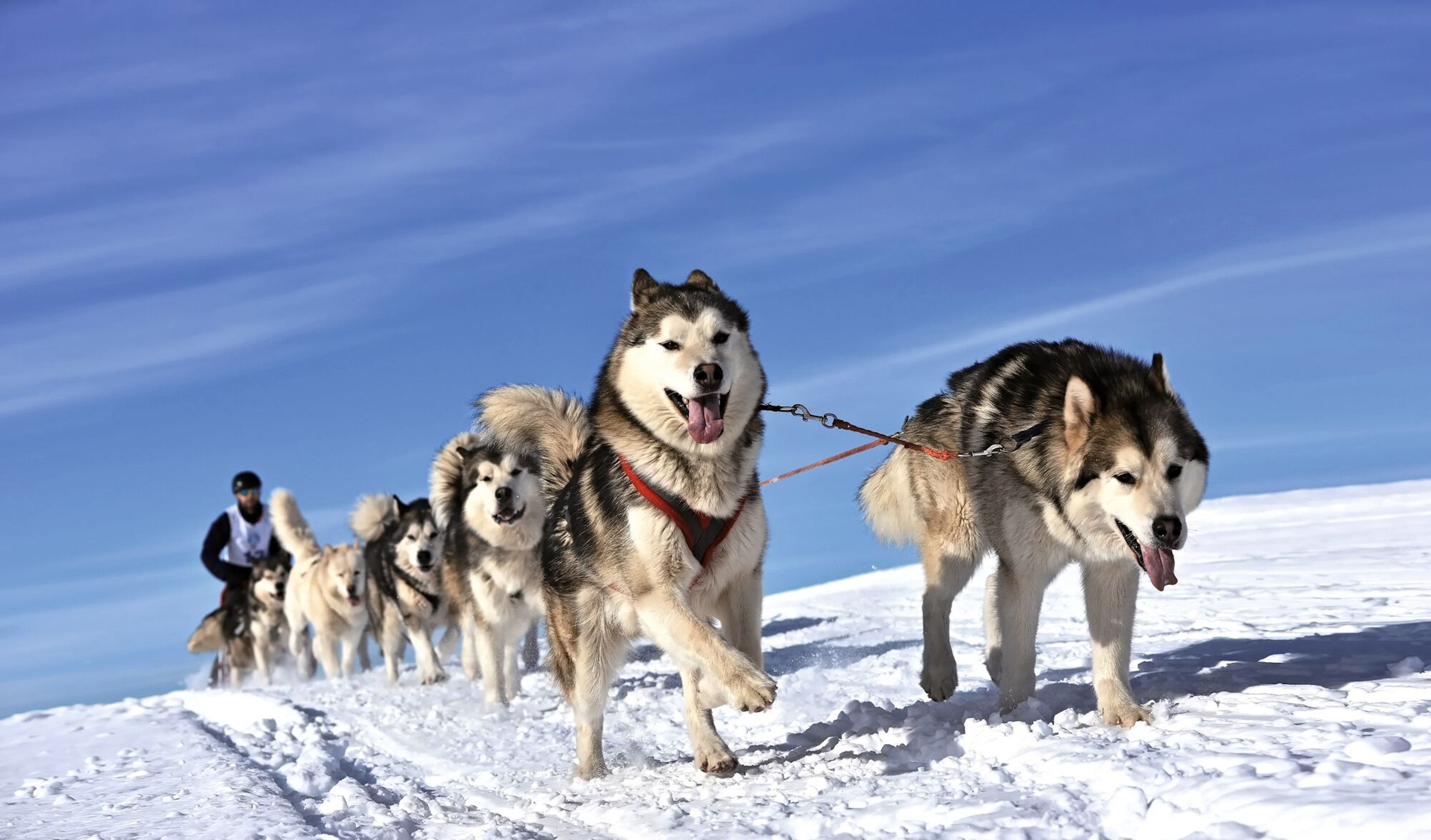 Sled dogs will race for many hours at a time and will have enormous energy requirements during this time.