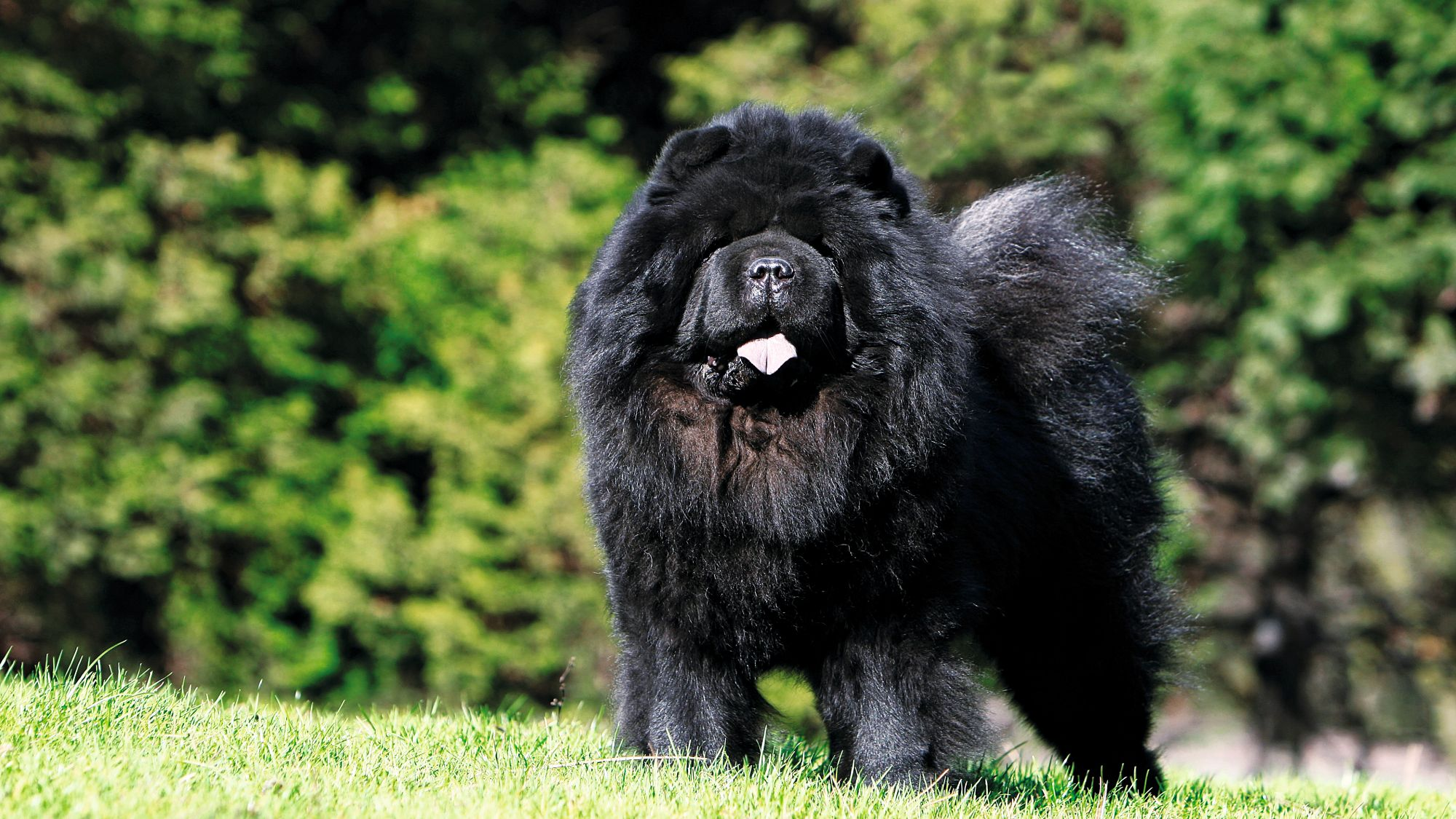 Black Chow Chow stood in a garden with tongue out