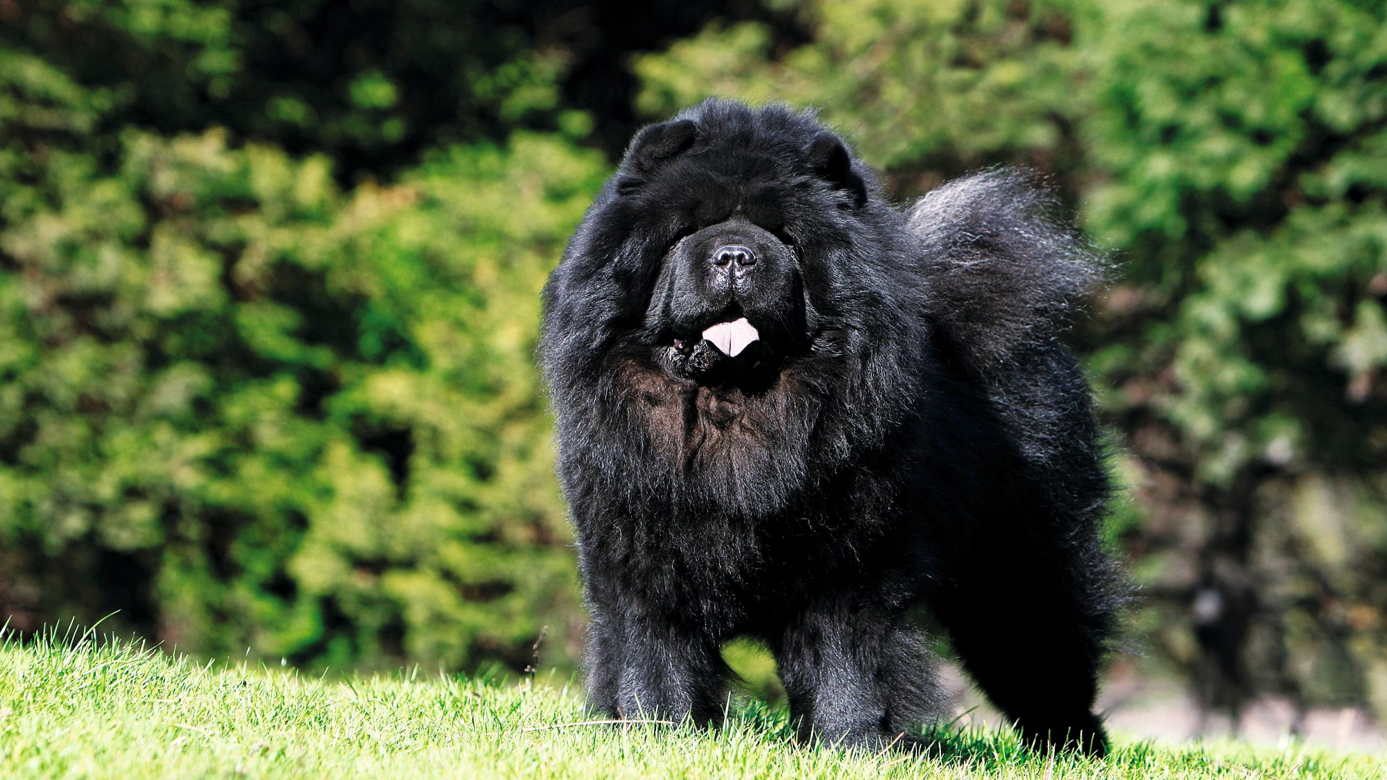 Svart chow chow står i en trädgård med tungan ute