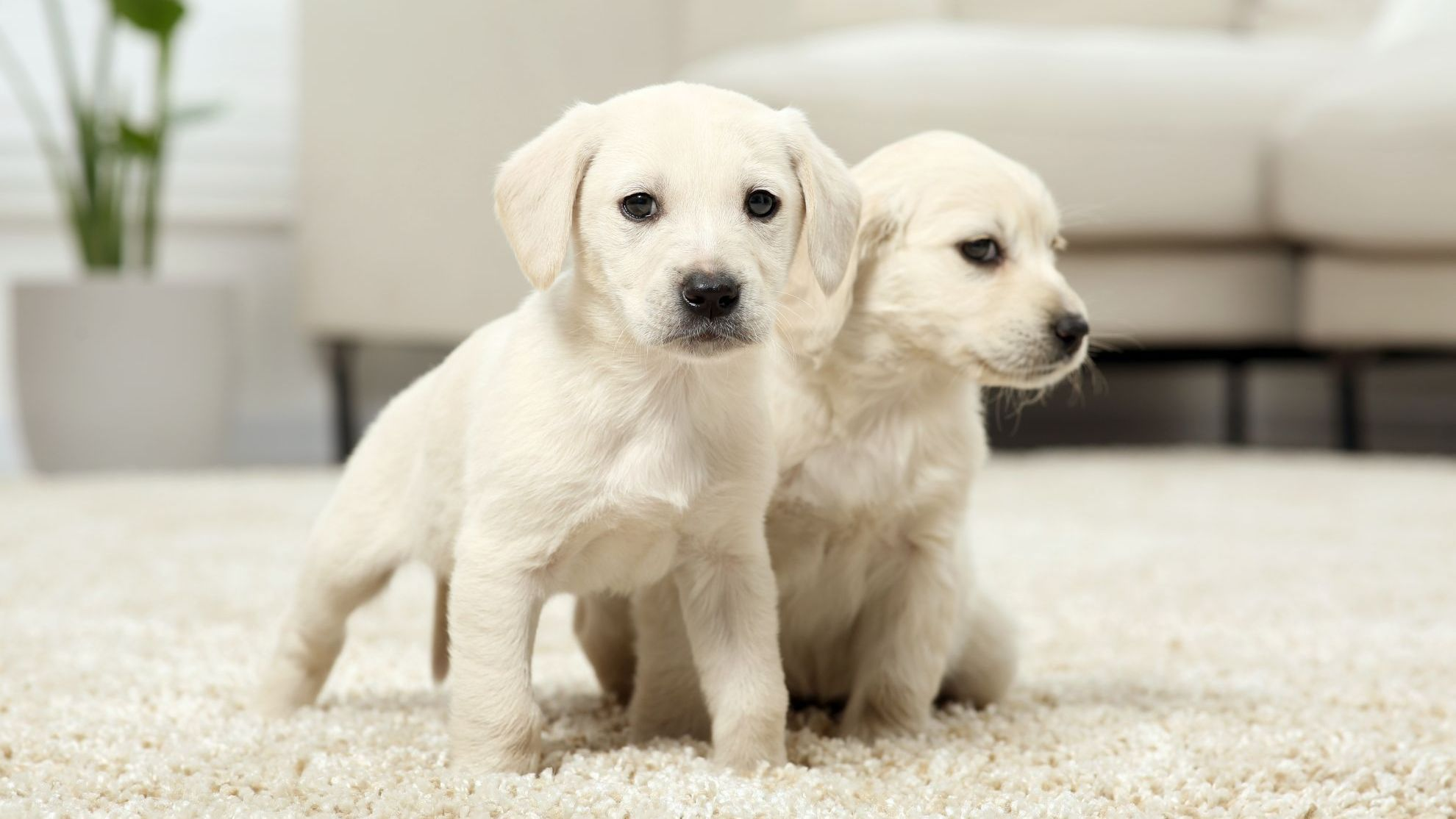 piccoli cuccioli su un tappeto beige in casa