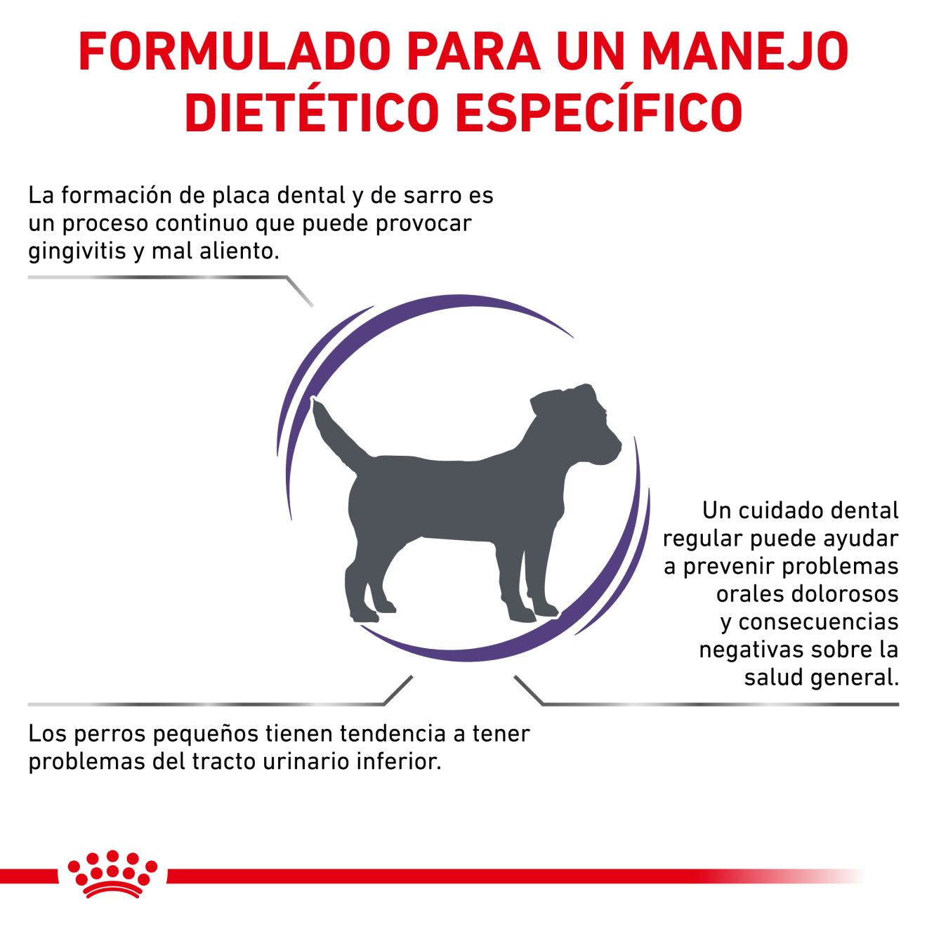 Dental Small Dog