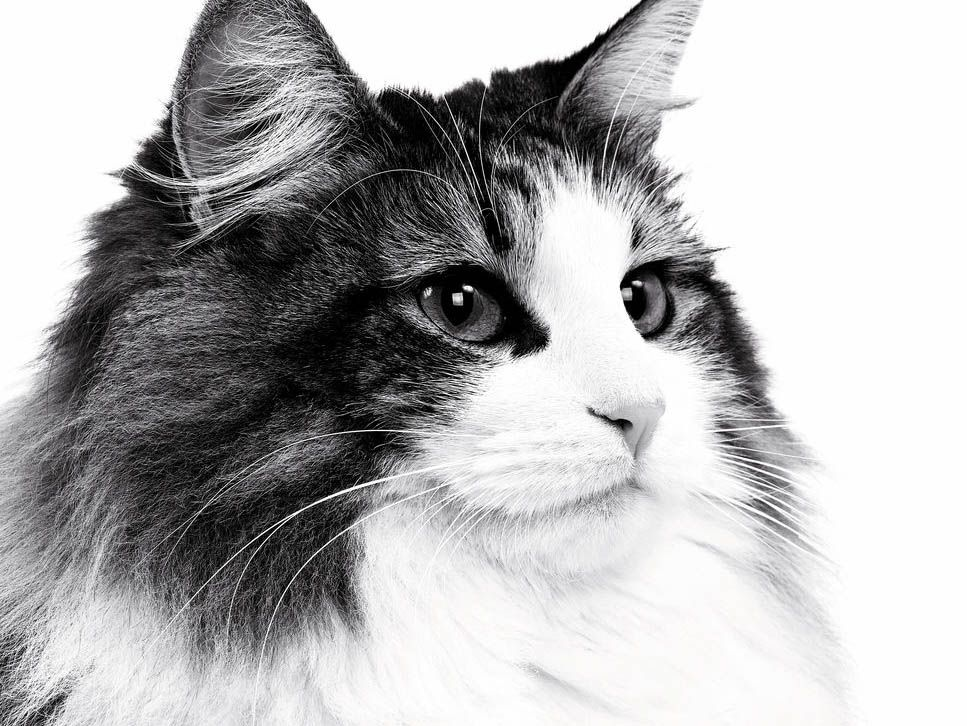Close-up of Norwegian Forest Cat in black and white