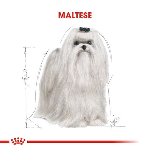 Maltese Adult