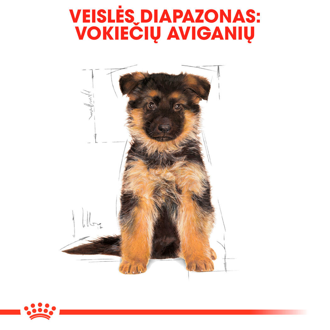 German Shepherd Puppy