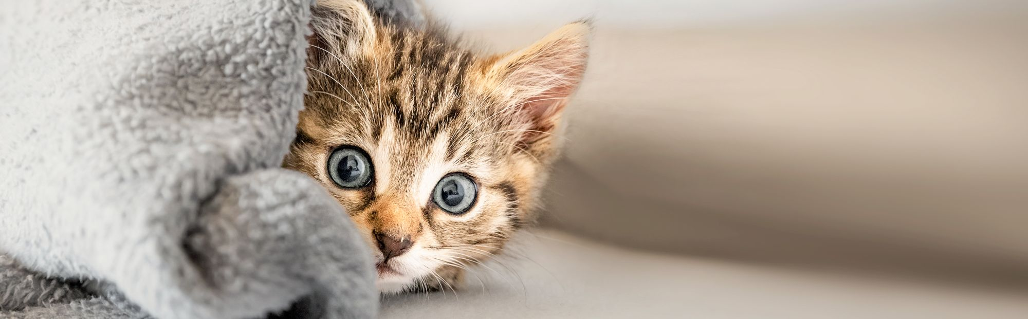 kitten-lying-down-under-a-grey-blanket