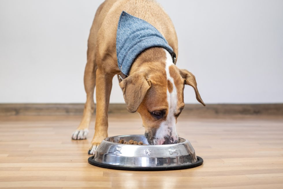 Erste Hilfe Set von Royal Canin - Hund Katze Heimtier Kleintier Haustier