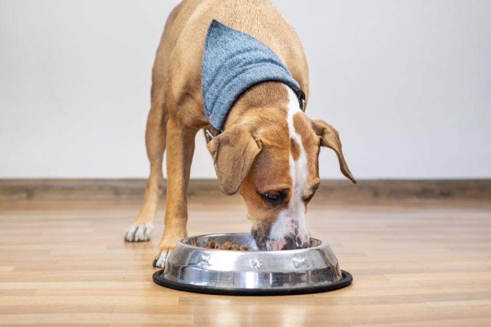 Hund frisst Trockenfutter aus einem Napf