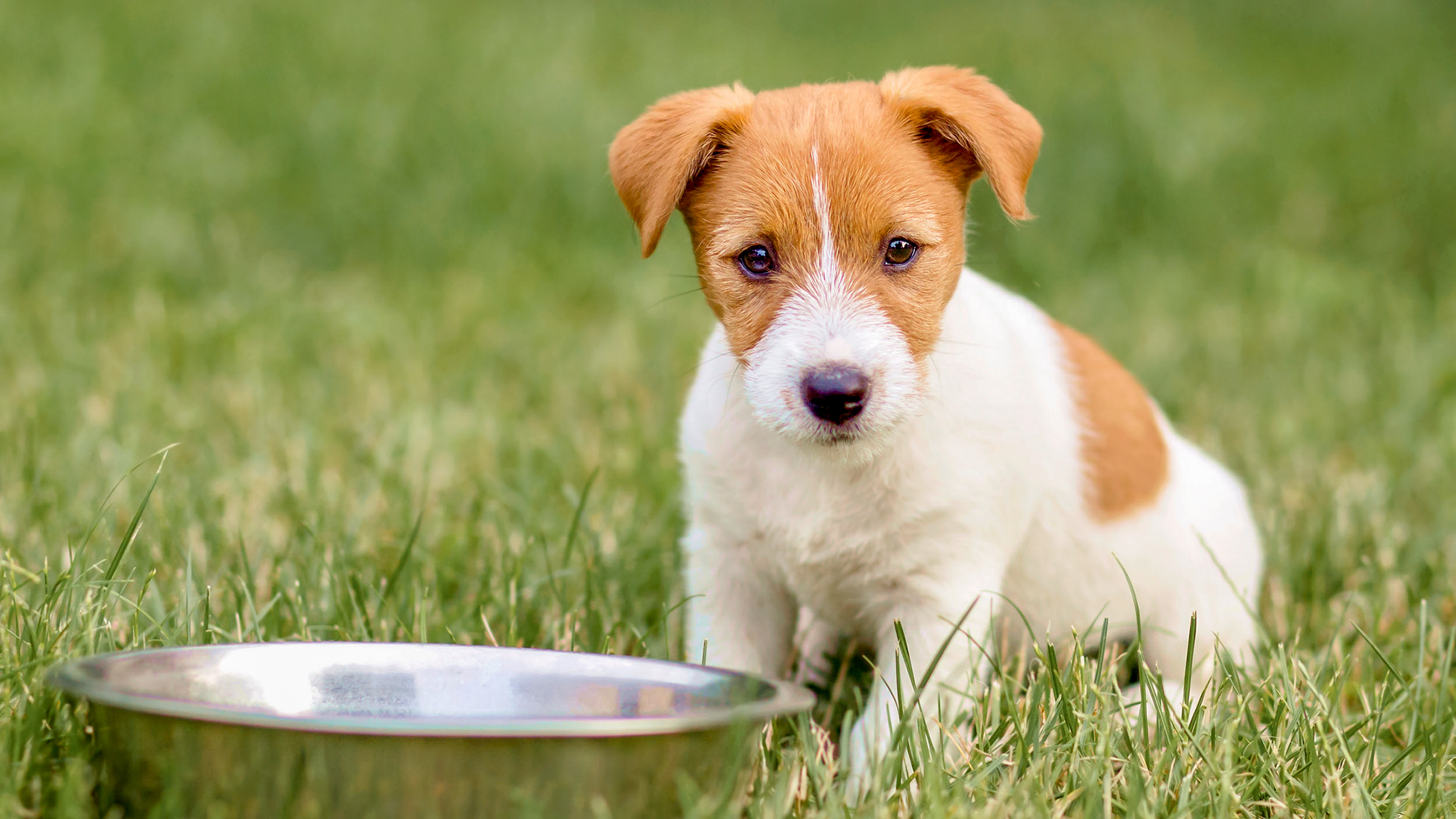 Jack Russell Terrier puppy sitting in garden