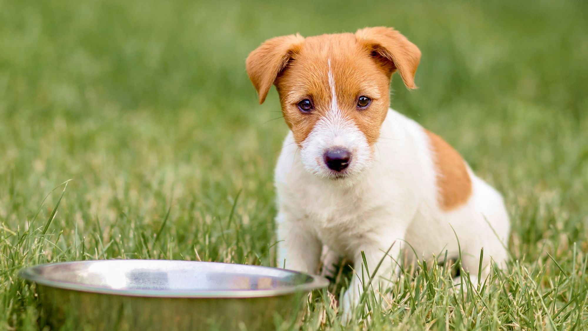 Jack Russell Terrier puppy sitting outdoors in grass next to a feeding bowl