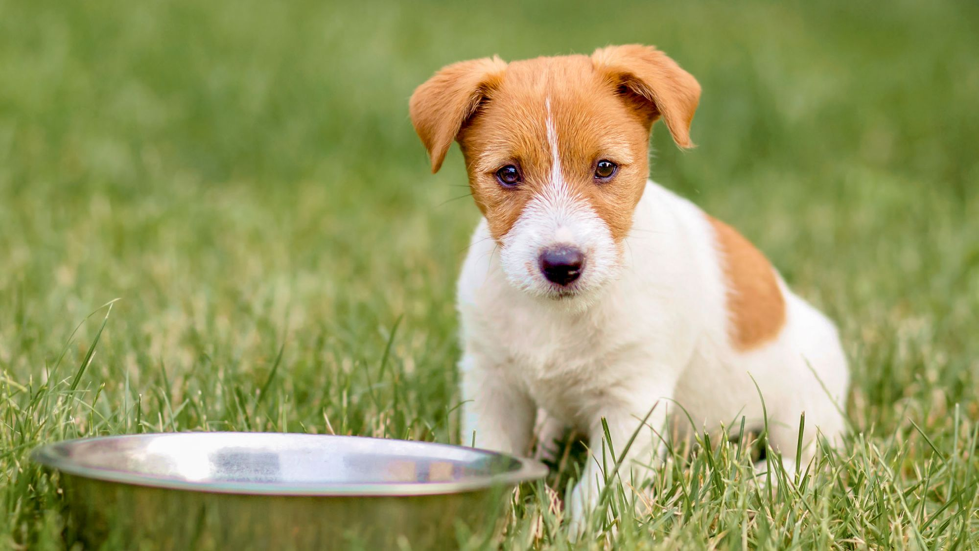 Ein Jack-Russel-Terrier-Welpe sitzt im Gras vor einem großen Metallnapf und schaut in die Kamera