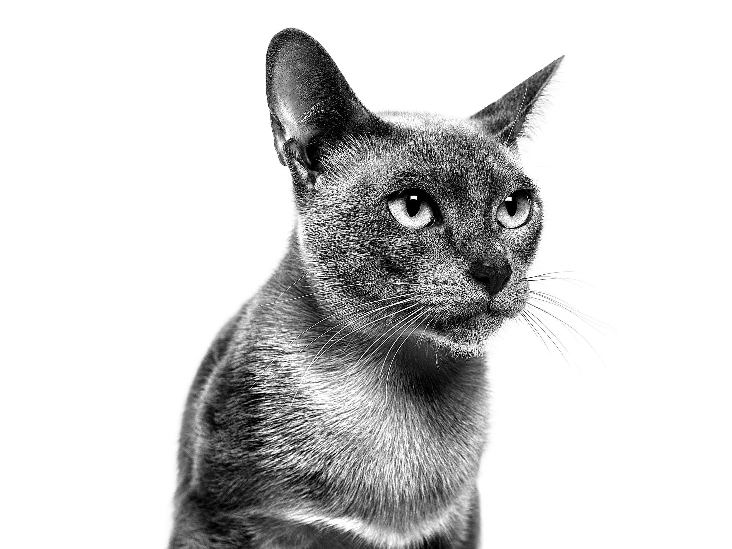 Tonkinese adult black and white