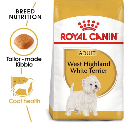 West Highland White Terrier Adult