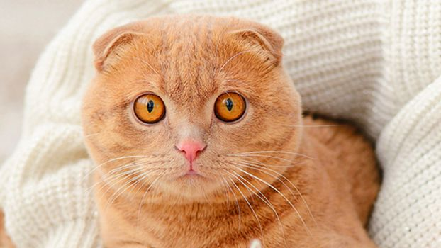 Как видят кошки - как видят кошки наш мир: какие цвета видят коты | Royal  Canin