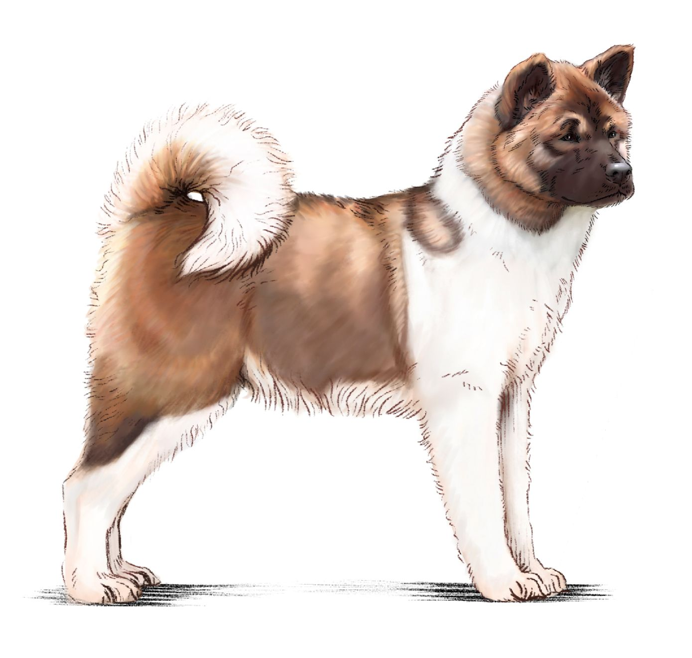 Illustration d'un akita américain marron et blanc