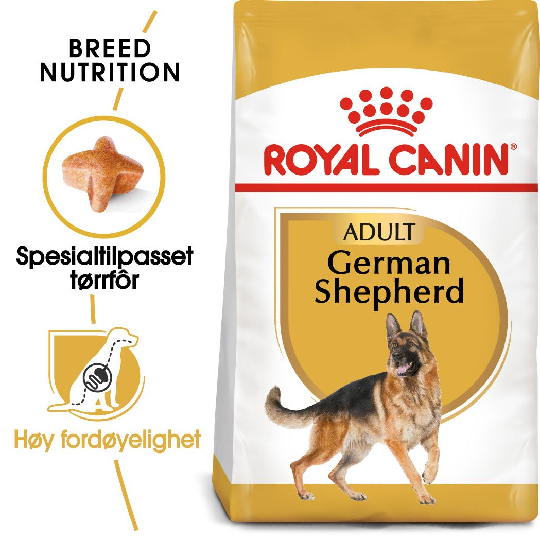 German Shepherd Adult