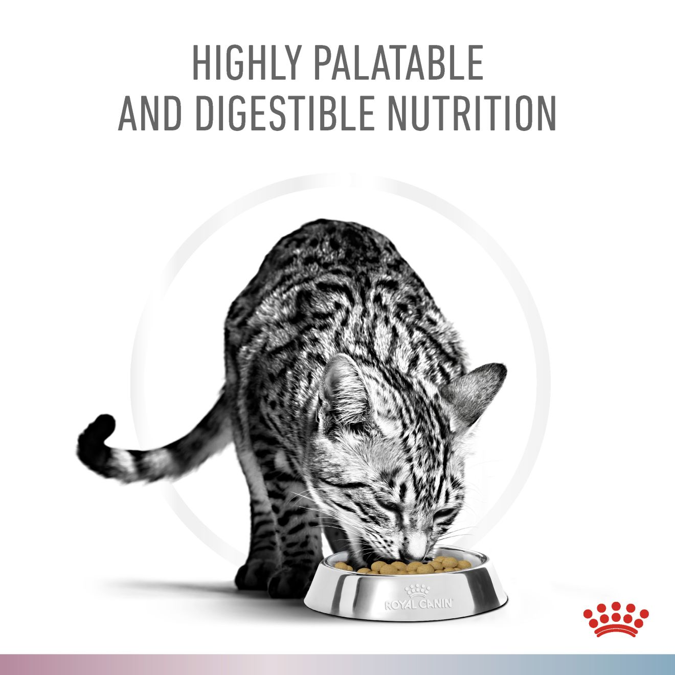 renal-hypoallergenic-cat-food-top-sellers-laseb-fae-ufmg-br