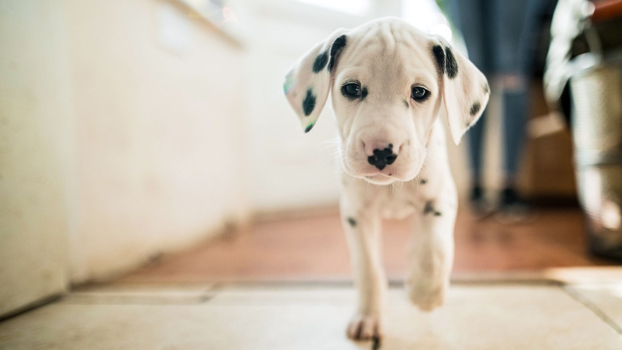 Dalmatian puppy walking indoors