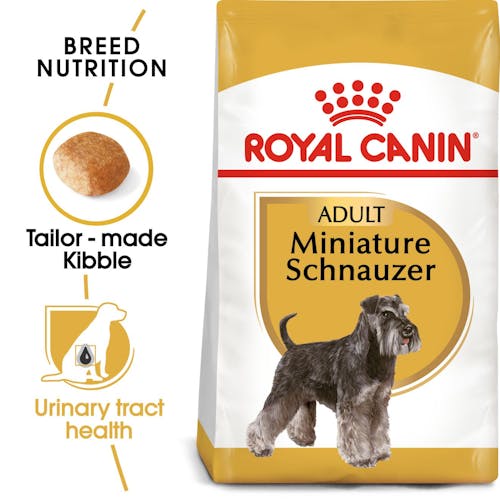 Miniature Schnauzer Adult