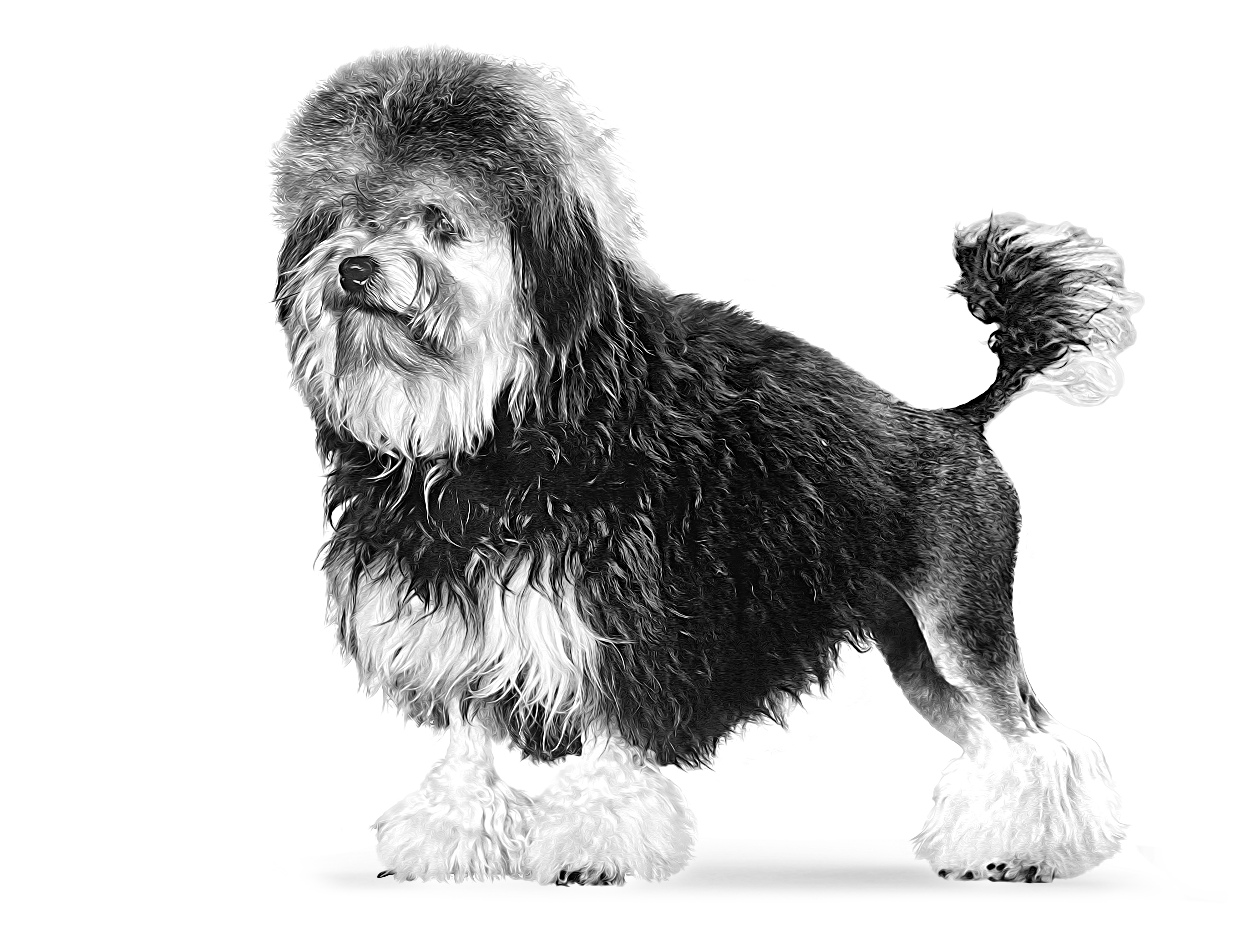 Lowchen - Little Lion Dog adult black and white