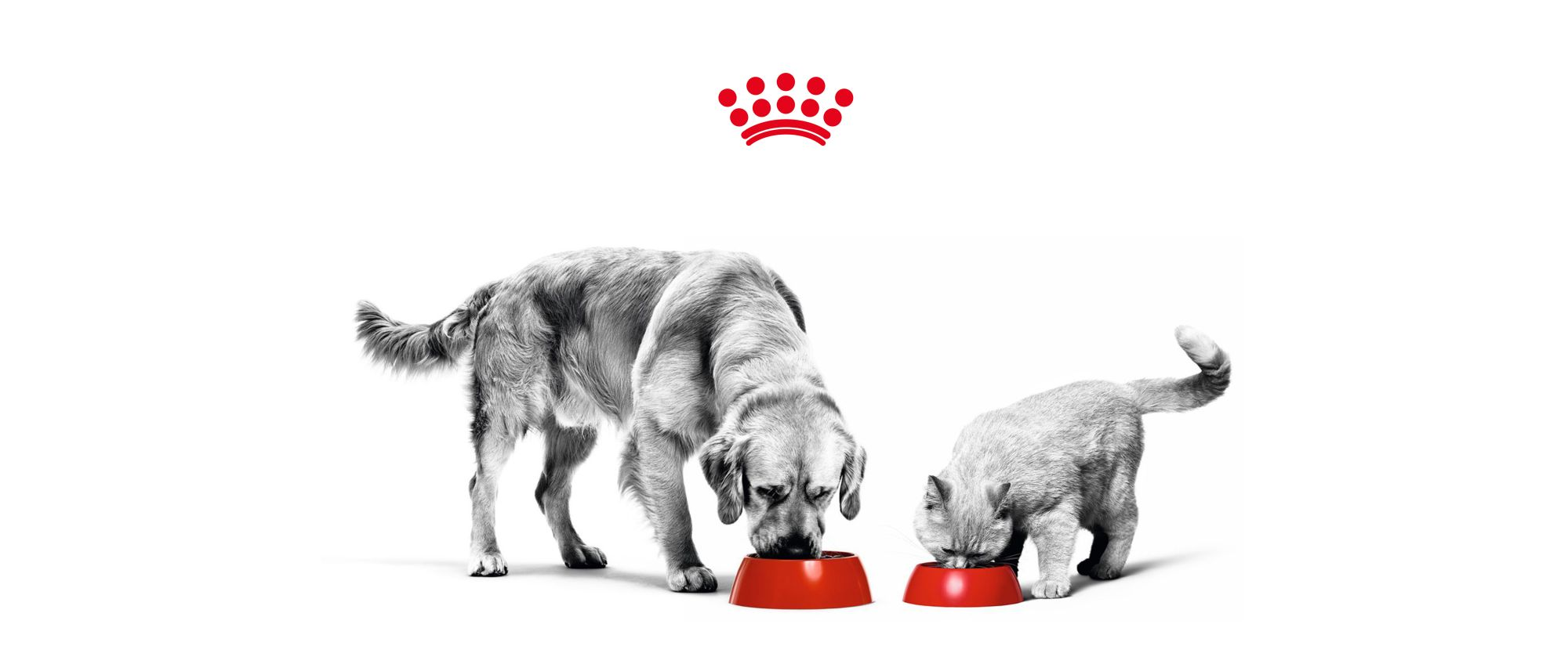 Royal canin outlet support