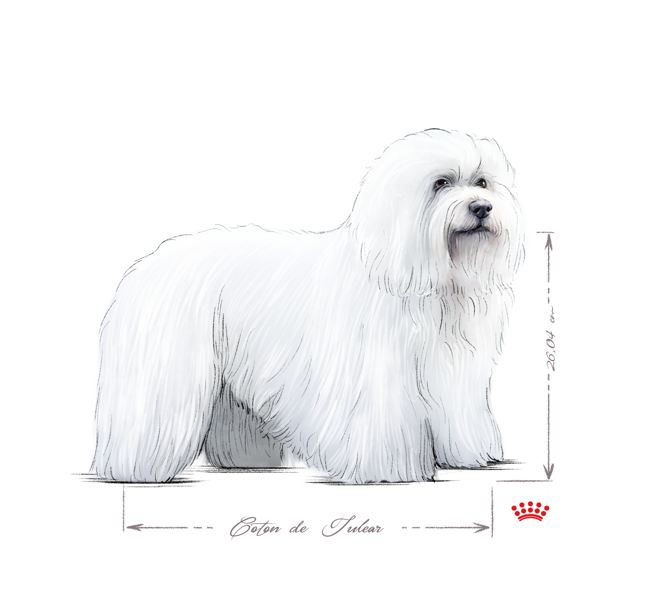 Coton de Tuléar noir et blanc