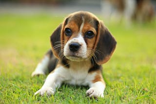 La diarrea de destete en el cachorro
