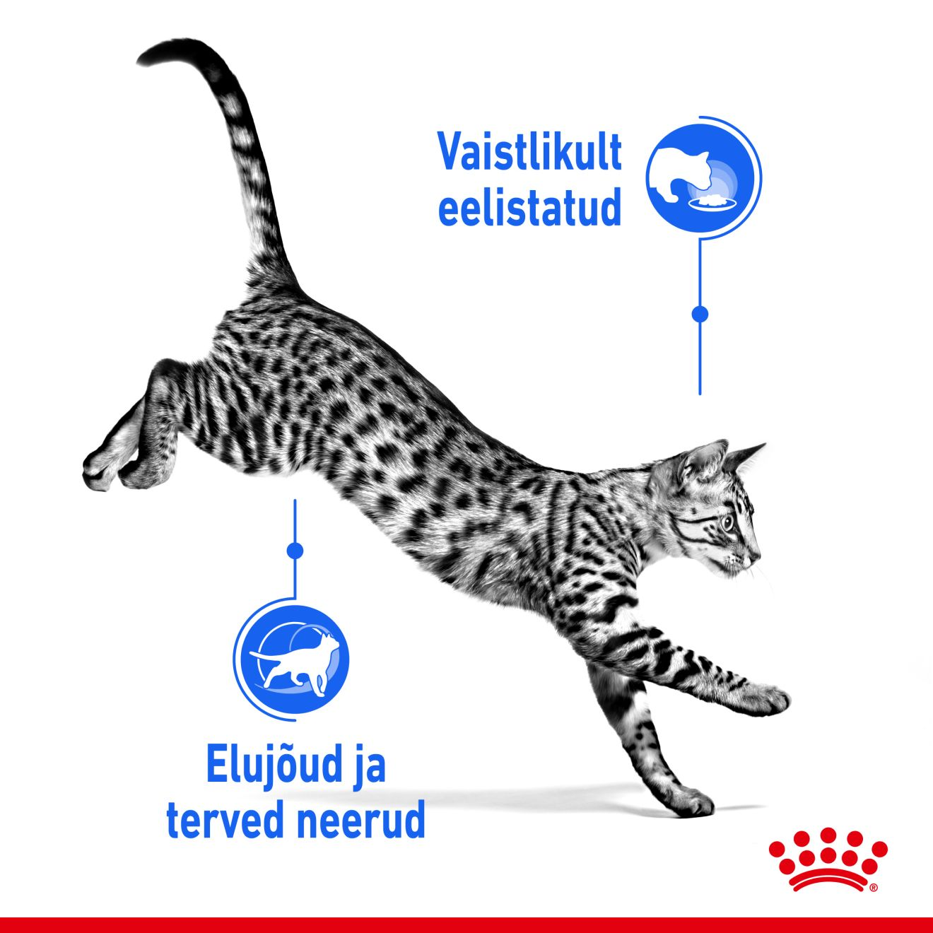 Royal Canin Indoor Sterilised 7+ konserv (õhukesed tükid kastmes)