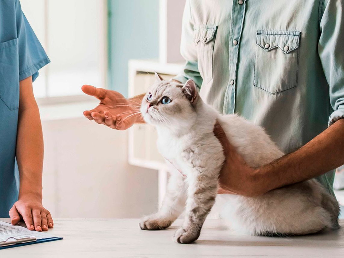 Adult British Shorthair sitting on an examination table while owner speaks with the vet