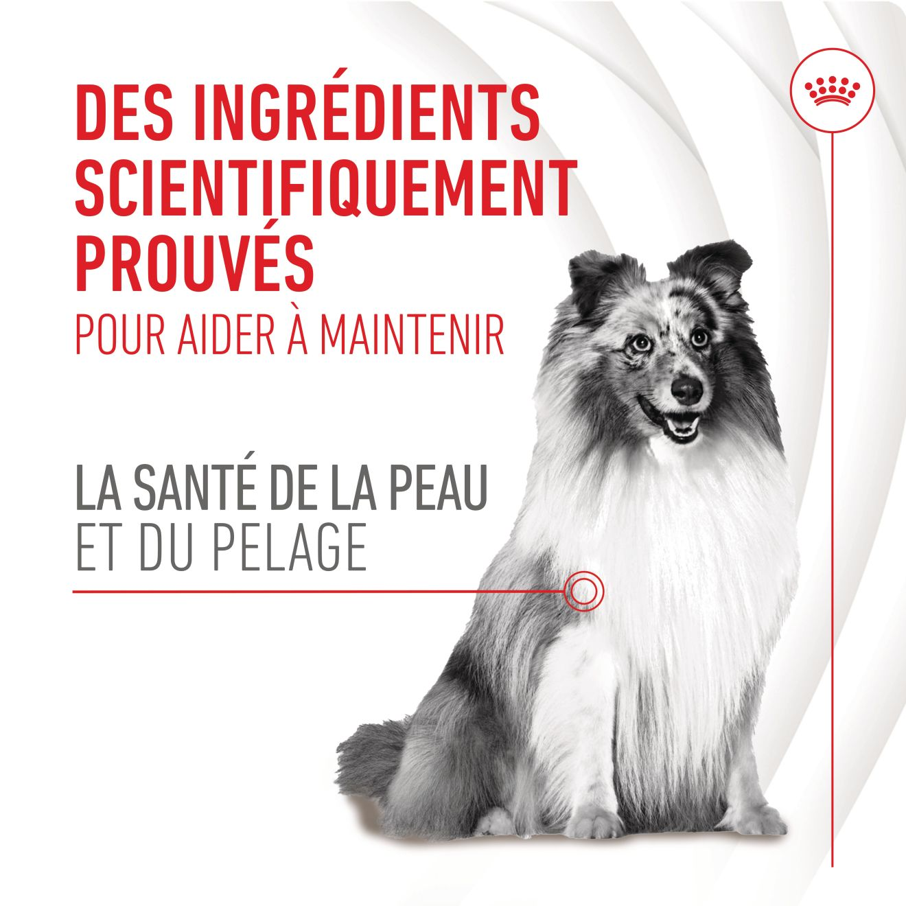 Aliment complémentaire Skin & Coat Chews pour chien