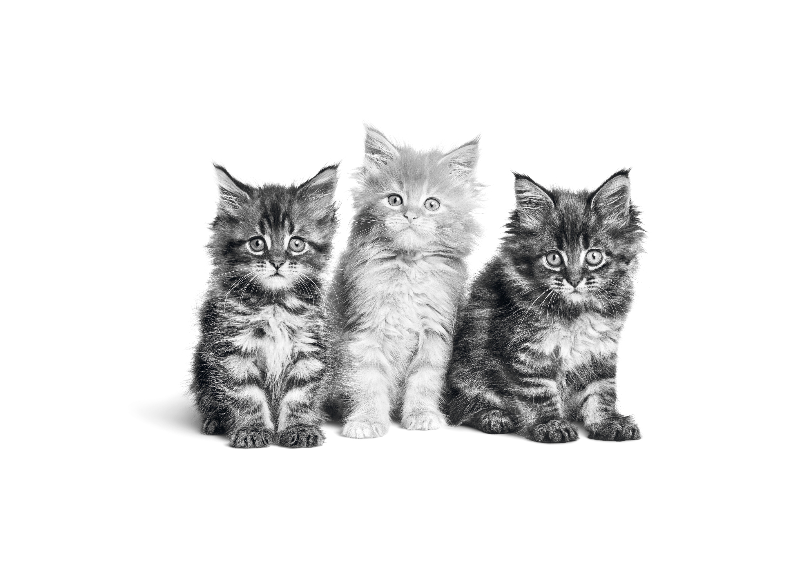 Черно-белое изображение сидящих котят мэйн-куна на белом фоне