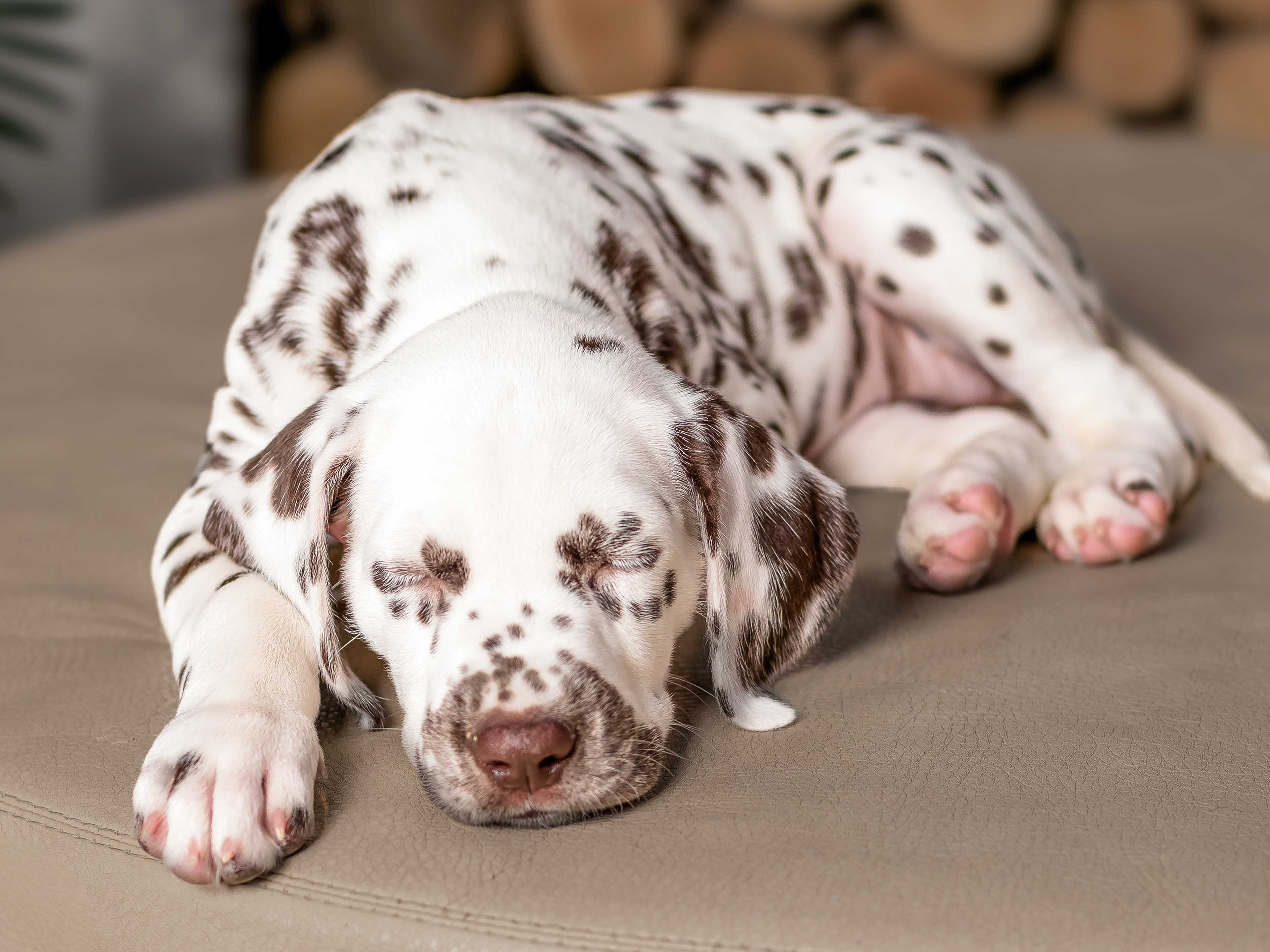 Dalmatian puppy sleeping indoors