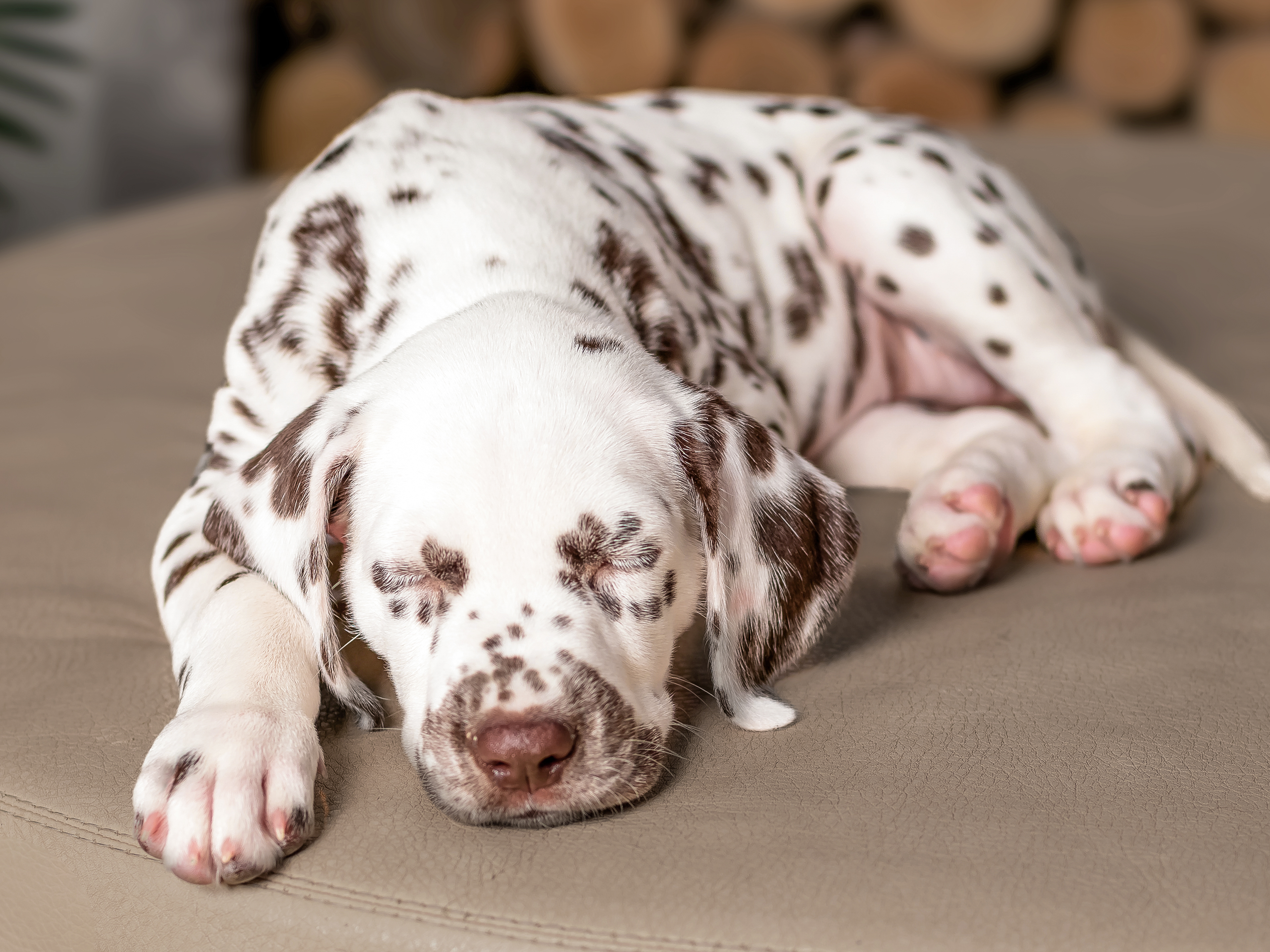 Puppy sleeping in crate best sale first night