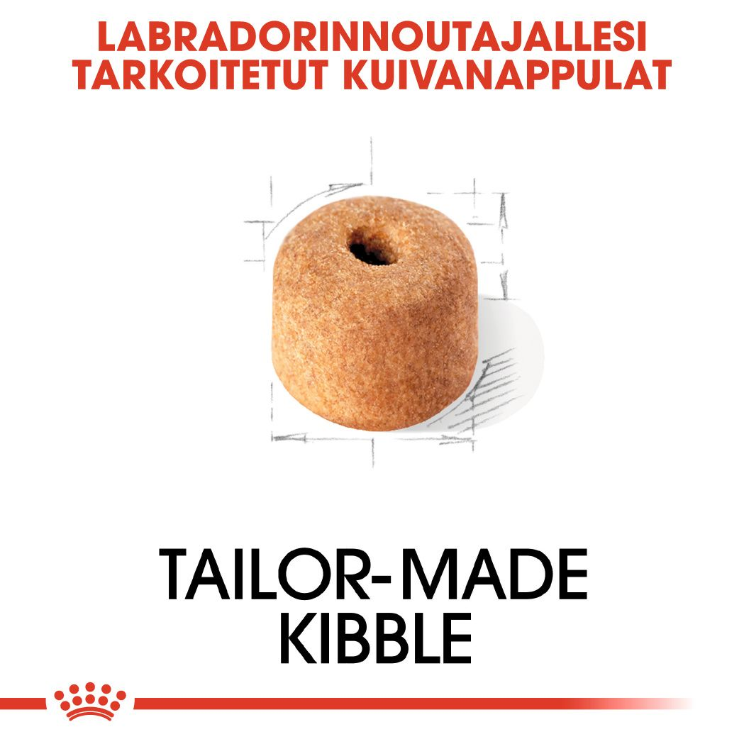 Labrador Retriever Adult