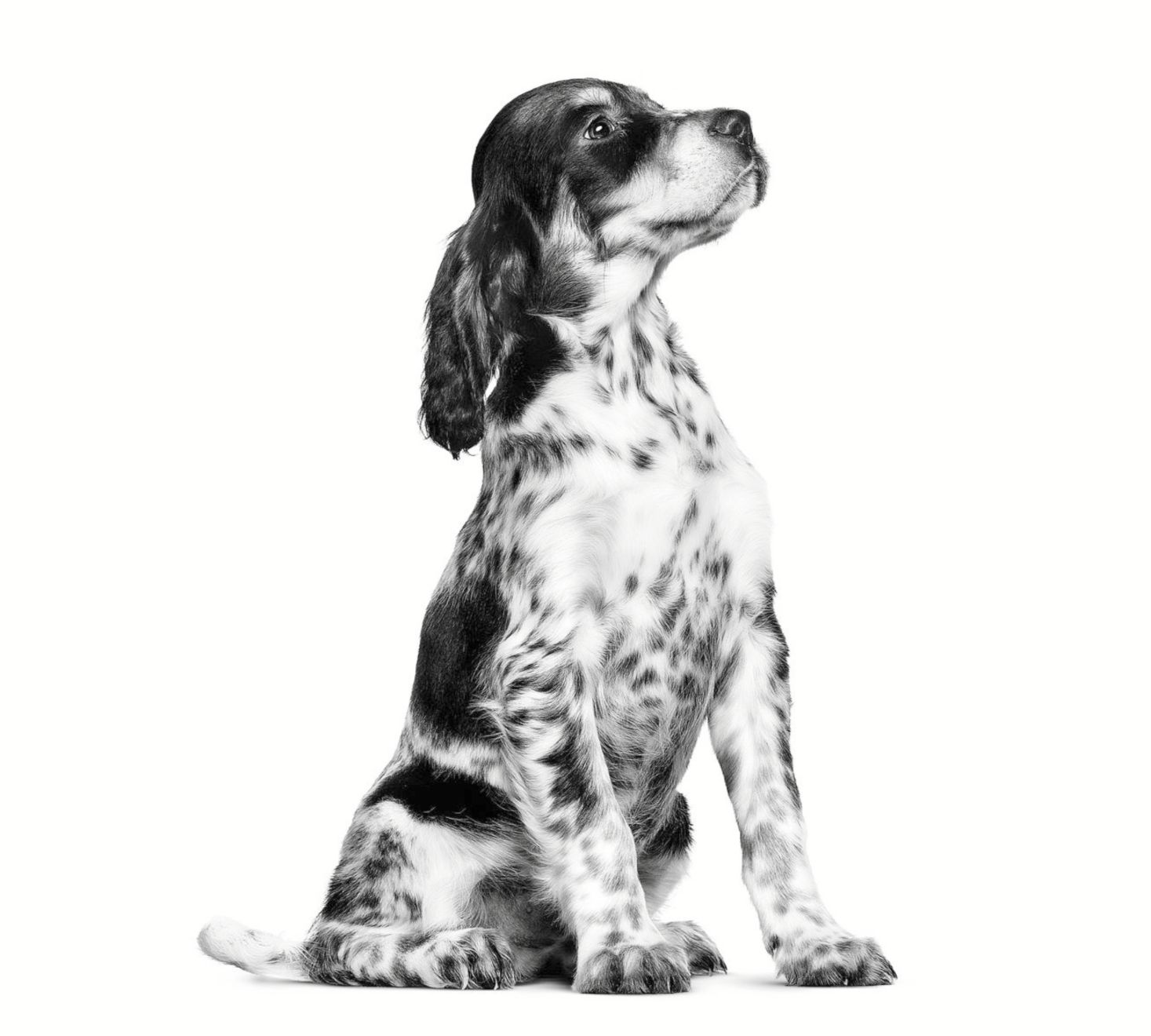 English Setter puppy sitting black and white
