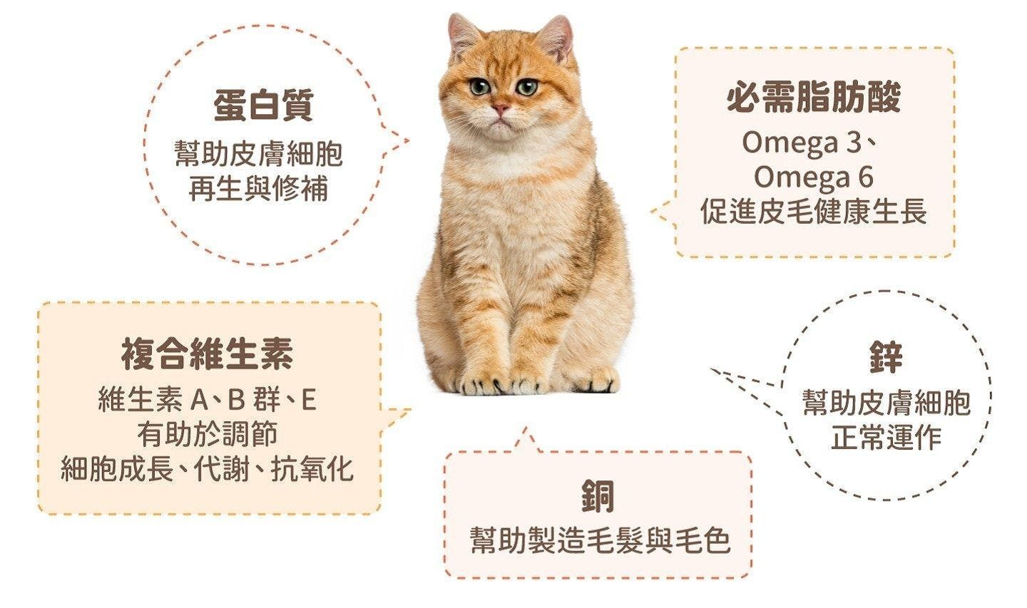 貓咪的五種關鍵營養素
