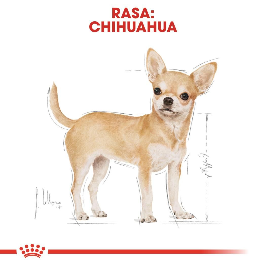 Chihuahua karma mokra - pasztet