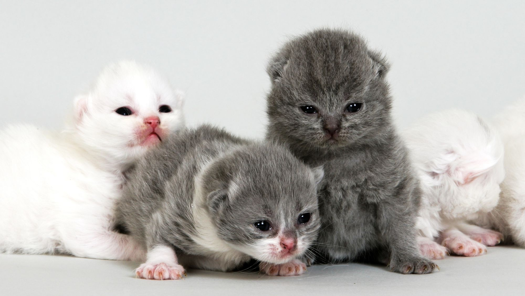 Newborn kittens laying together