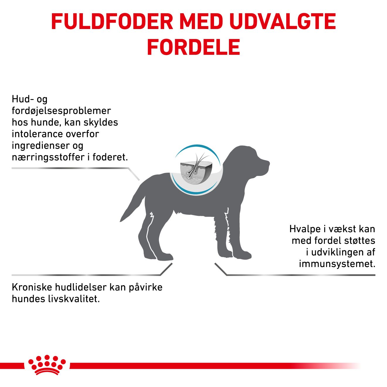 Derma Hypoallergenic Puppy