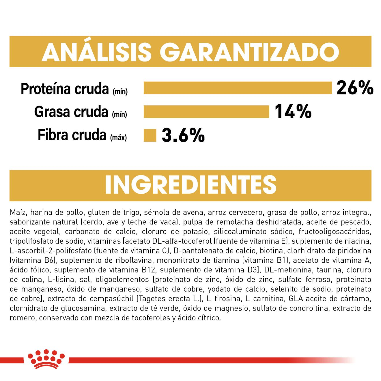 Chihuahua Adulto