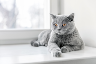 КОШАЧЬЯ ТРЕВОГА И КОШАЧИЙ СТРЕСС КАК ПОМОЧЬ