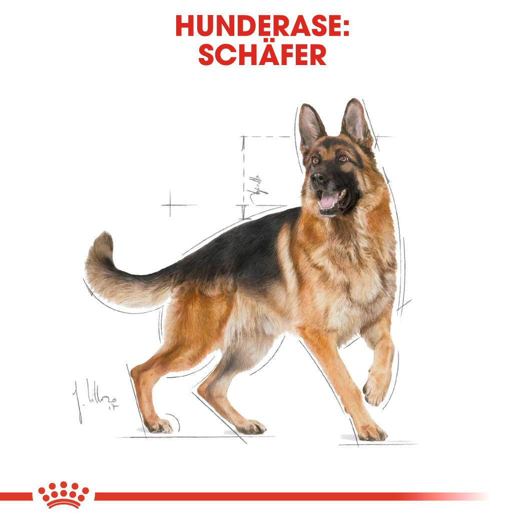 German Shepherd Adult