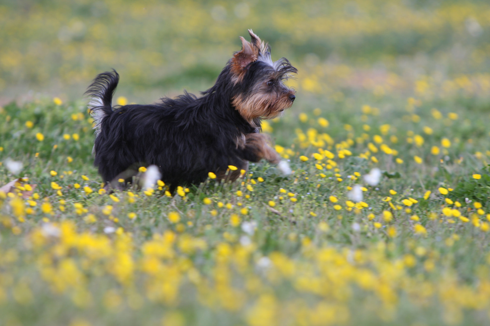 Yorkshire Terriër in het gras