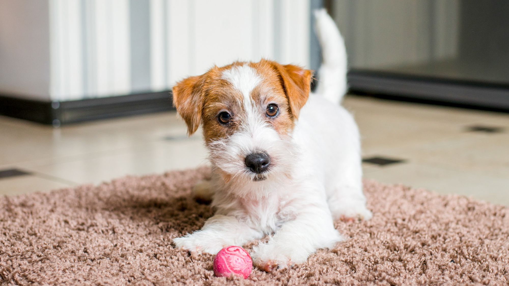 Parson Russell Terrier yavrusu oturma odasında uzanmış yatıyor