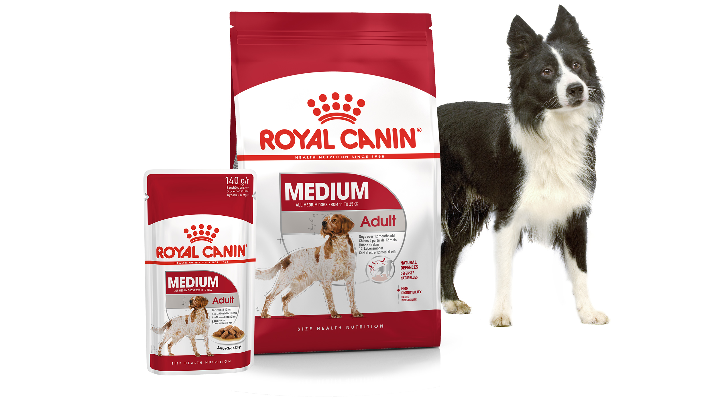 Royal 2025 canin collie