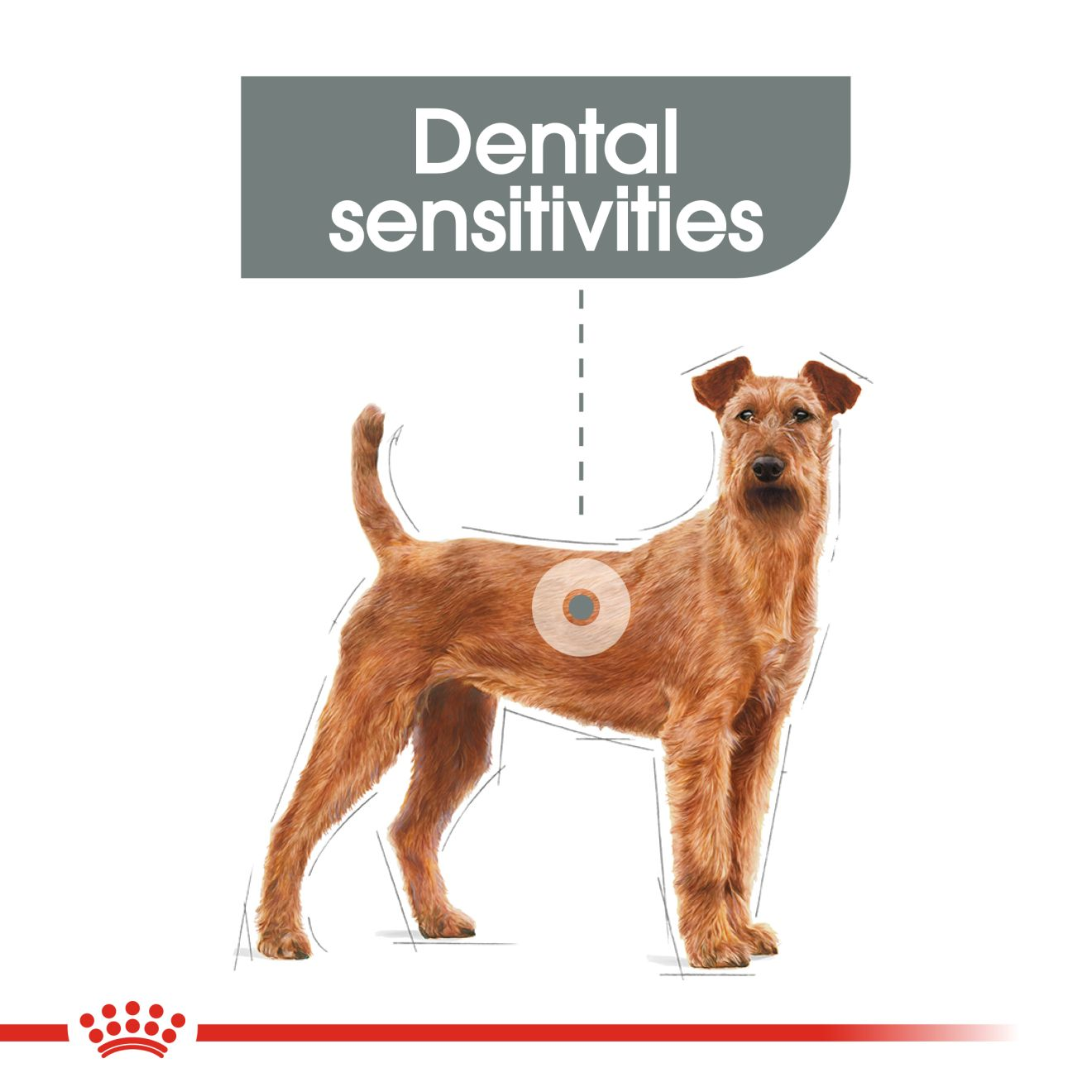 royal canin dental medium dog