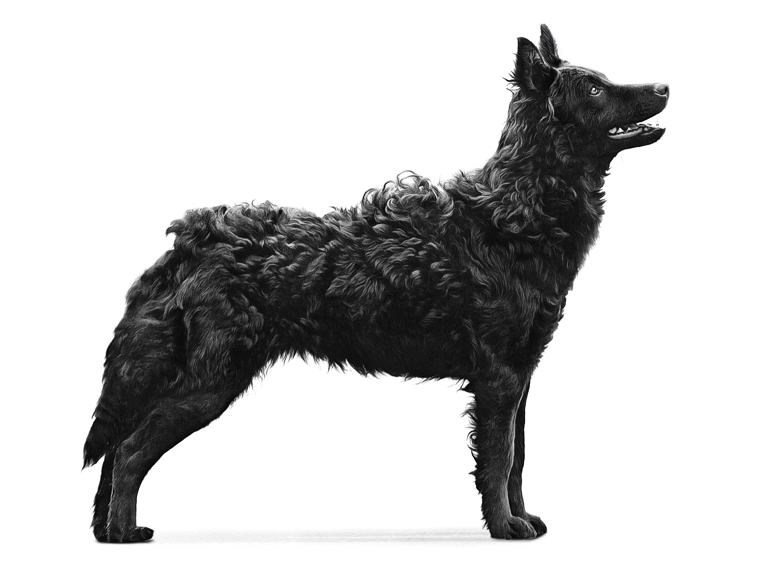 Взрослая собака муди, черно-белое изображение